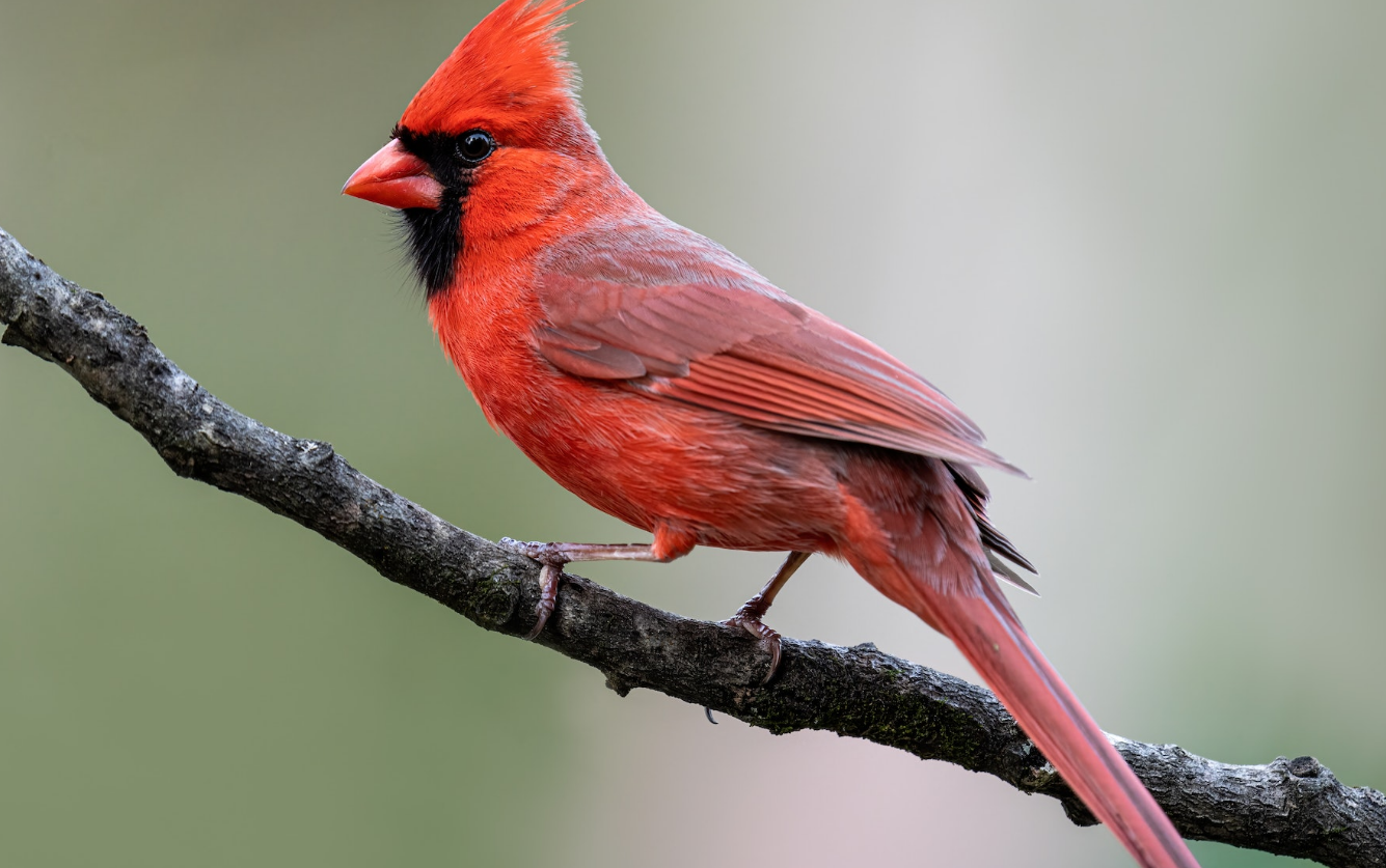 Is it a Bird? Is it a Rule? It’s a Cardinal Change Order!