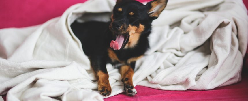 right to claim blanket