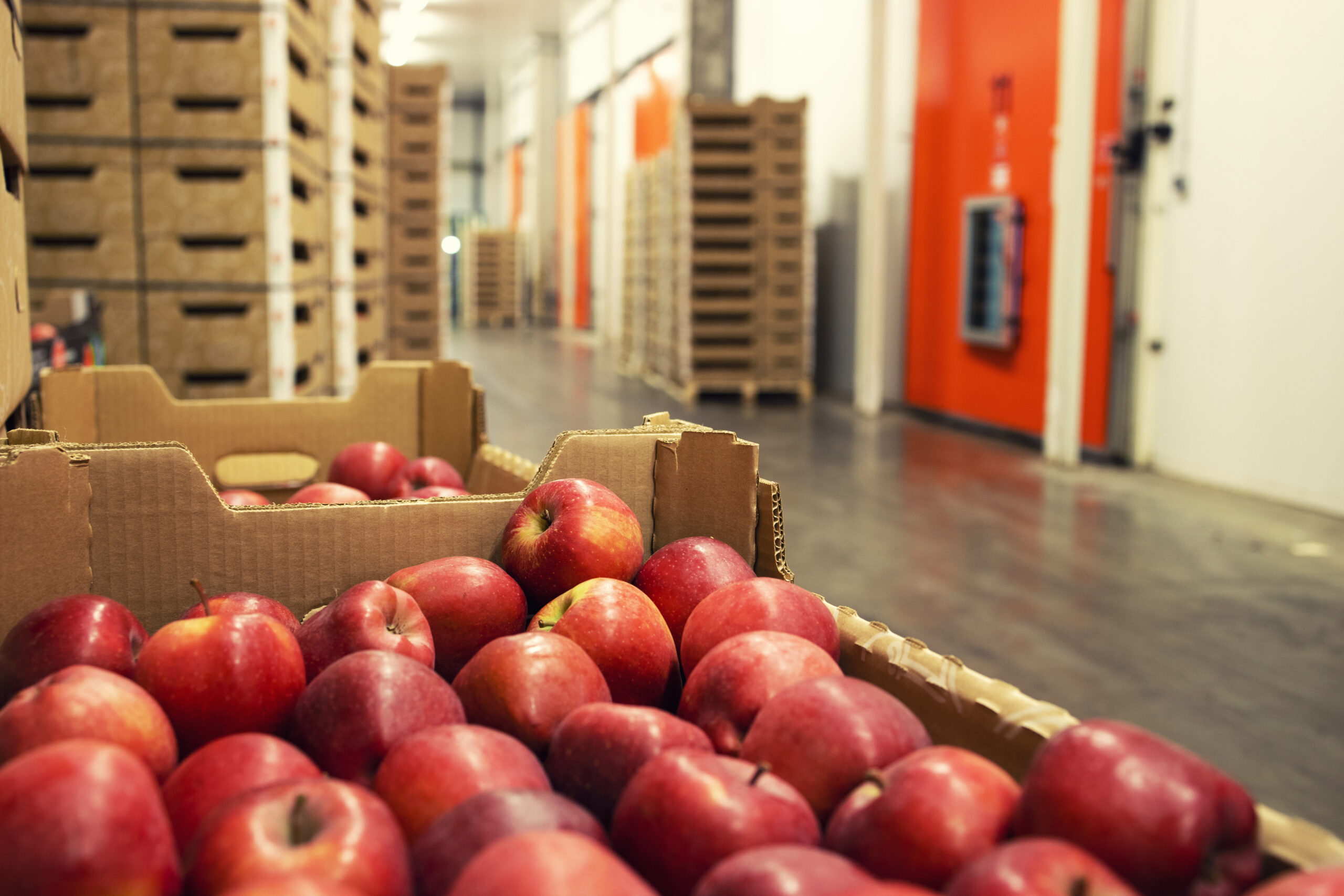 apples in a warehouse